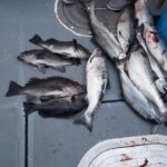 Freshly caught fish on deck